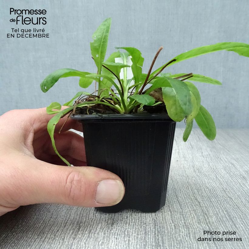 Amostra de Senecio polyodon - Séneçon rose Vaso de 8/9 cm tal como entregue no inverno