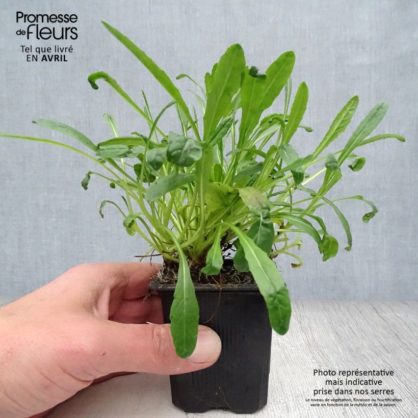 Amostra de Senecio polyodon Vaso de 8/9 cm tal como entregue na primavera