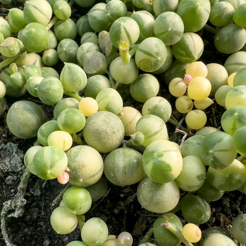 <i>Senecio rowleyanus</i> Variegata - Colar-de-pérolas (Folhagem)