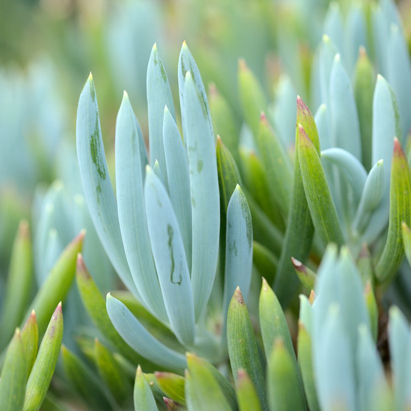 Senecio serpens Blue Chalk (Folhagem)