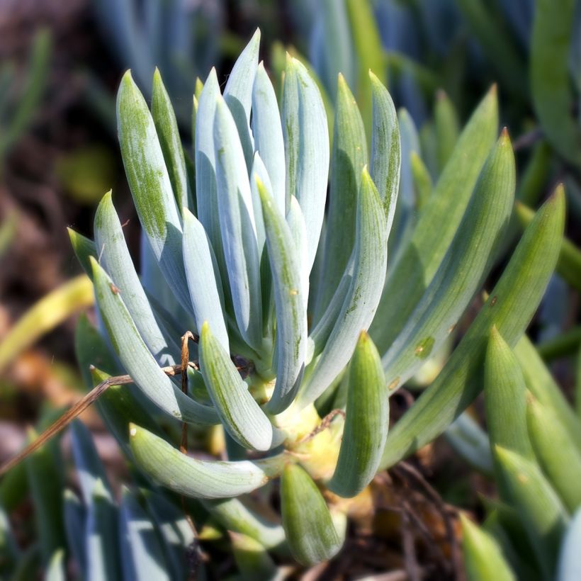 Senecio serpens (Folhagem)