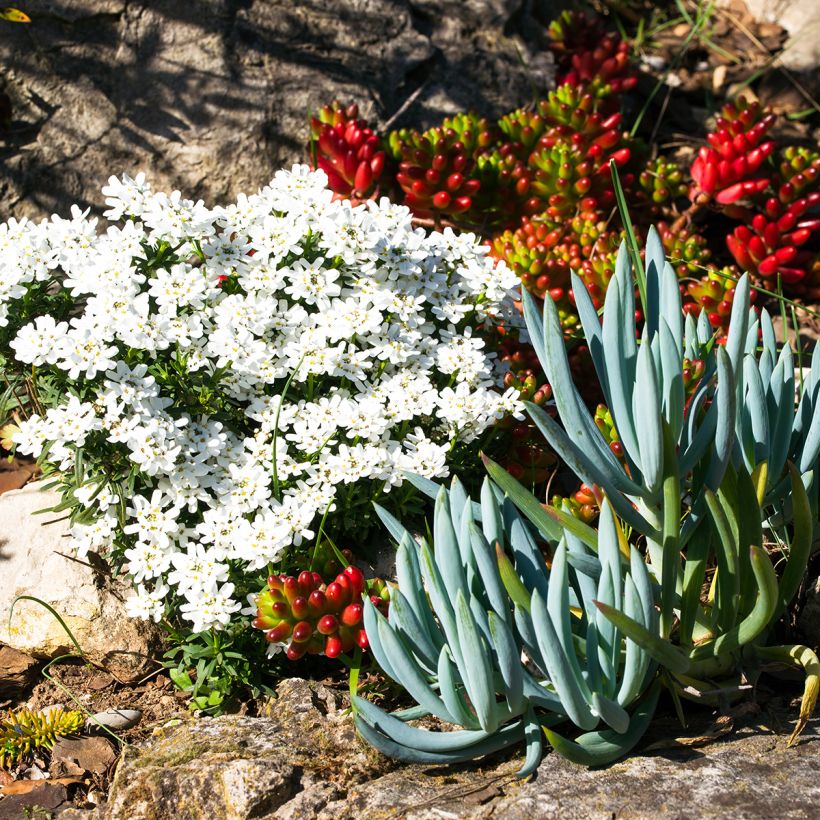 Senecio serpens (Hábito)