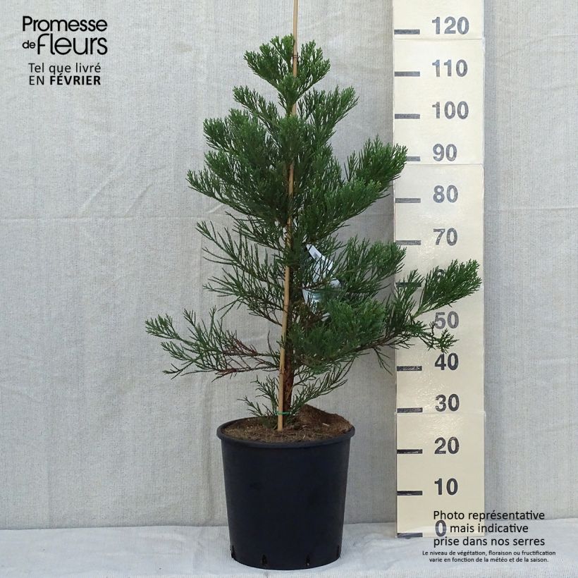 Amostra de Séquoia géant - Sequoiadendron giganteum Greenpeace Vaso de 18 L/20 L tal como entregue no outono