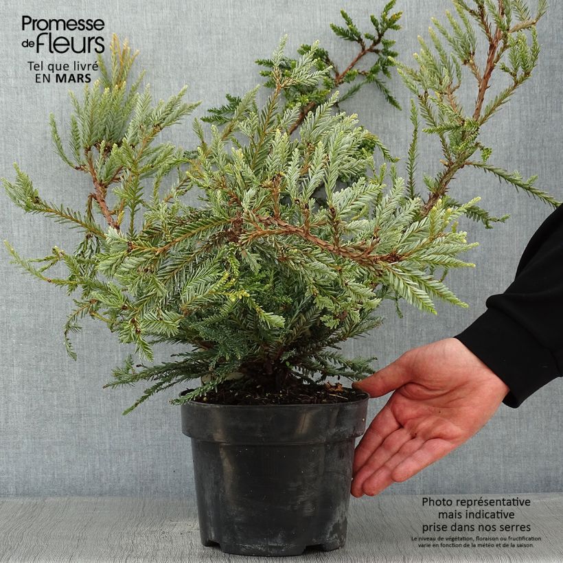 Amostra de Sequoia sempervirens Adpressa Vaso de 3 L/4 L tal como entregue no inverno