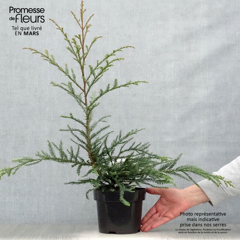 Amostra de Sequoia sempervirens Adpressa Vaso de 3 L/4 L tal como entregue na primavera