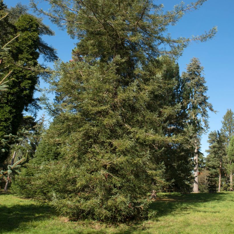 Sequoia sempervirens Adpressa (Hábito)