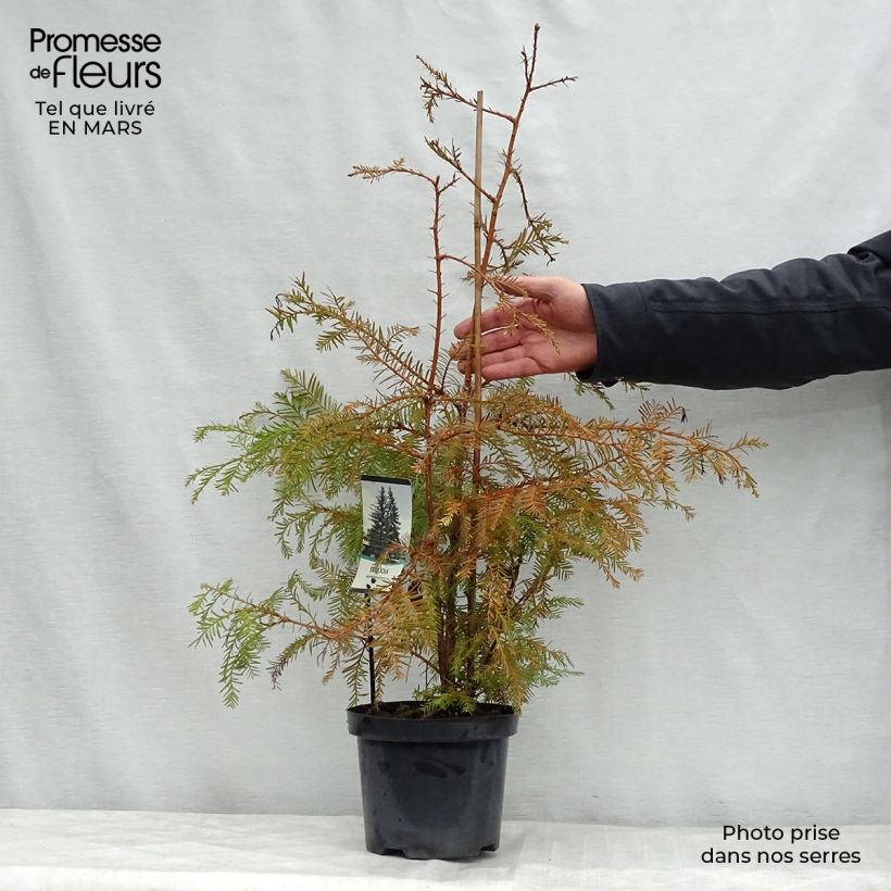 Amostra de Sequoia sempervirens - Sequoia-vermelha Vaso de 3 L/4 L tal como entregue na primavera