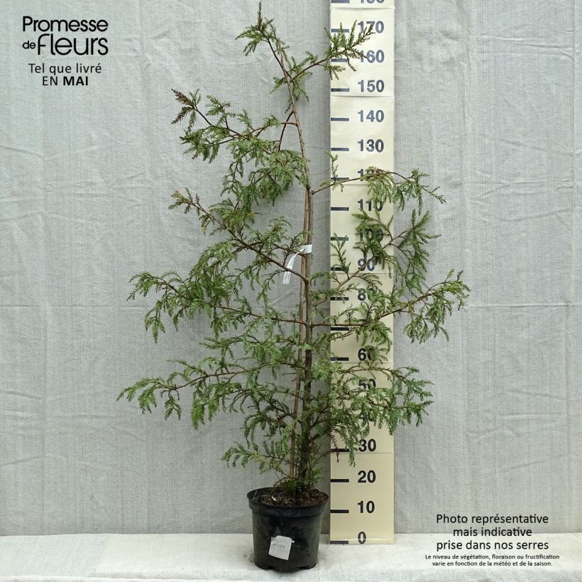 Amostra de Sequoia sempervirens - Sequoia-vermelha Vaso de 7,5 L/10 L tal como entregue na primavera