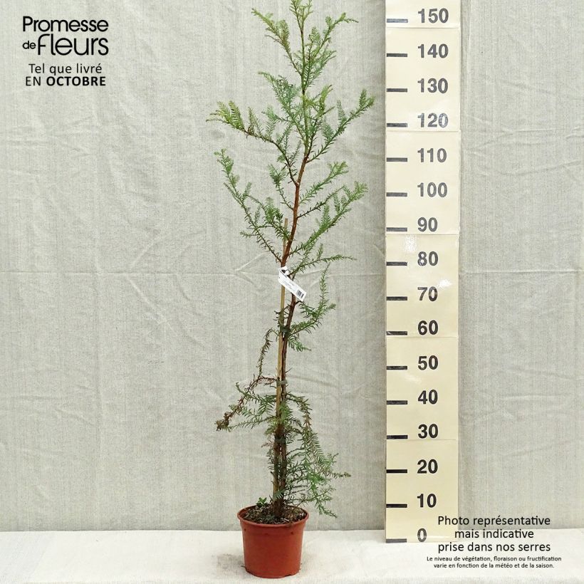 Amostra de Sequoia sempervirens - Sequoia-vermelha Vaso de 3 L/4 L tal como entregue no outono