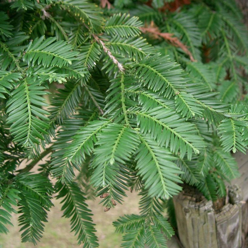 Sequoia sempervirens - Sequoia-vermelha (Floração)