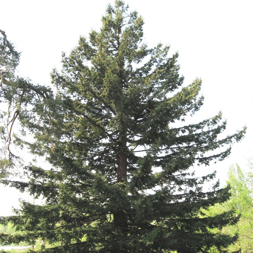 Sequoia sempervirens - Sequoia-vermelha (Hábito)