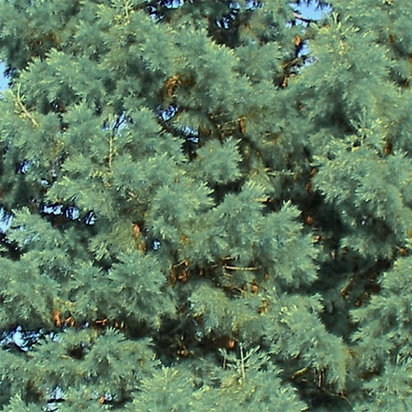 Sequoiadendron giganteum Glaucum (Folhagem)