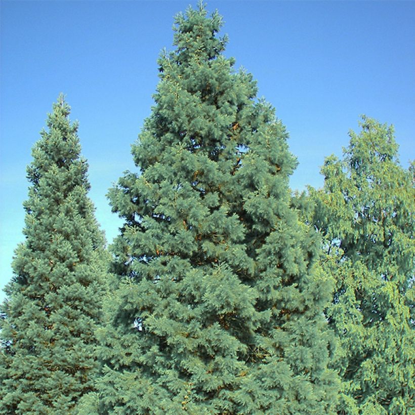 Sequoiadendron giganteum Glaucum (Hábito)