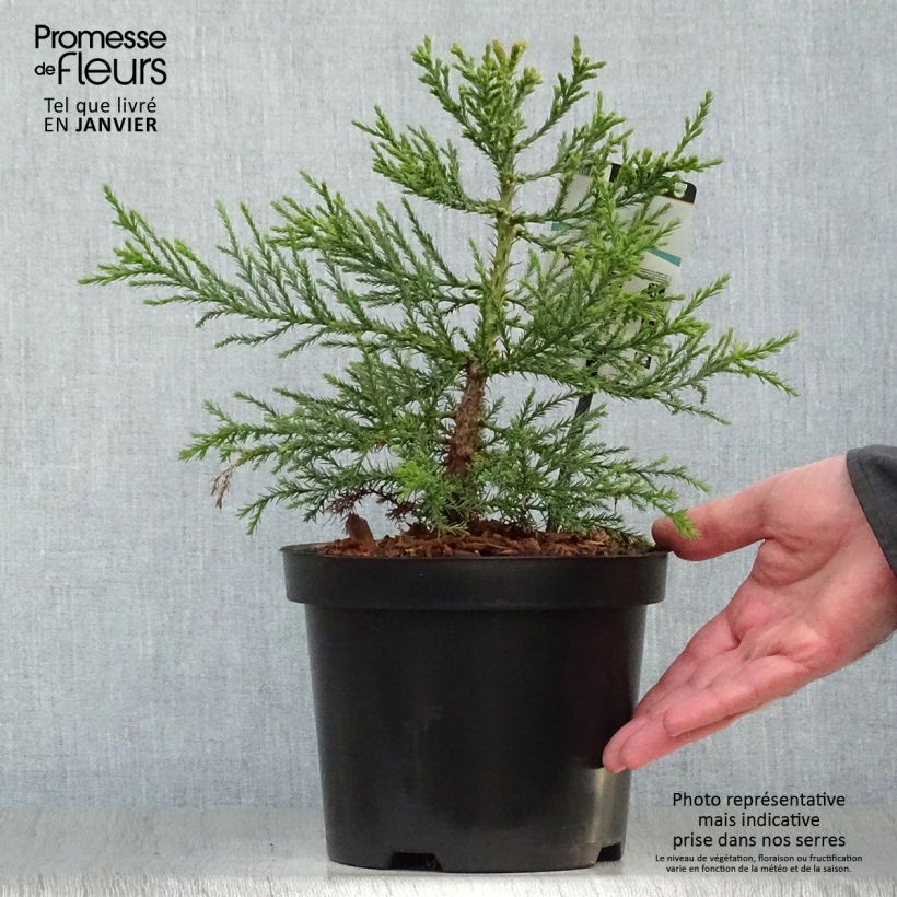 Amostra de Sequoiadendron giganteum - Séquoia géant  Vaso de 2 L/3 L tal como entregue no inverno