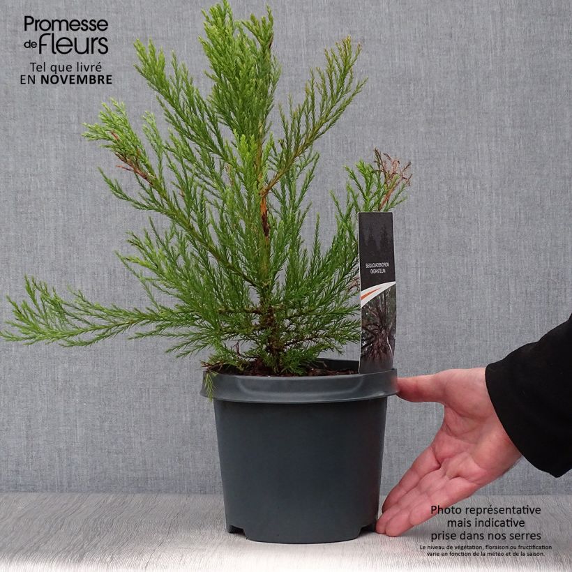 Amostra de Sequoiadendron giganteum - Sequoia-gigante Vaso de 2 L/3 L tal como entregue no outono