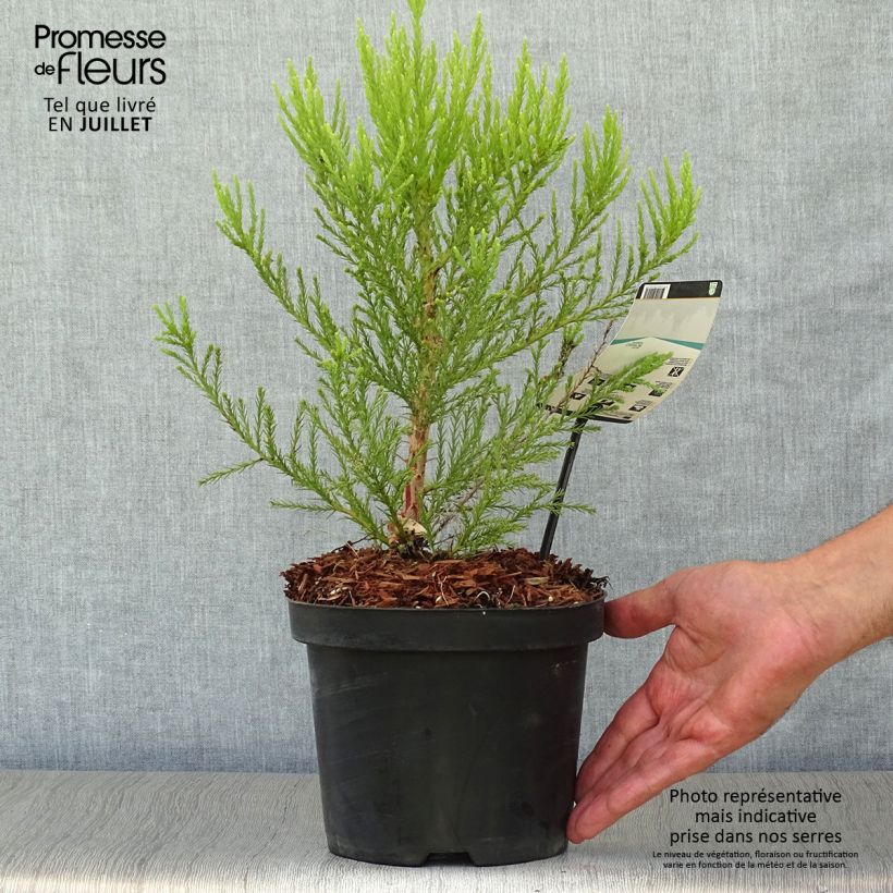 Amostra de Sequoiadendron giganteum - Sequoia-gigante Vaso de 2 L/3 L tal como entregue no verão