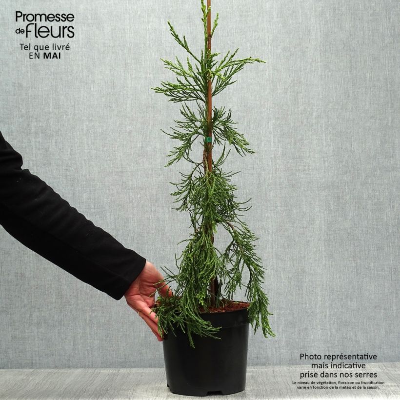 Amostra de Sequoiadendron giganteum Pendulum Vaso de 4 L/5 L tal como entregue na primavera