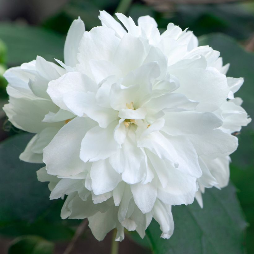 Philadelphus virginalis Minnesota Snowflake (Floração)