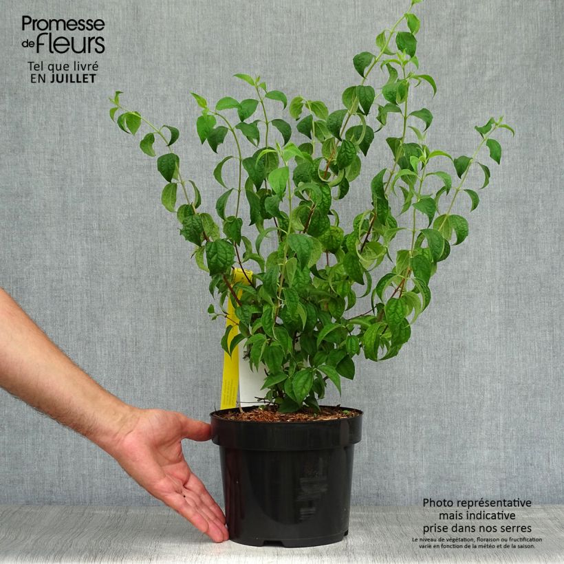 Amostra de Philadelphus Beauclerk Vaso de 2 L/3 L tal como entregue no verão