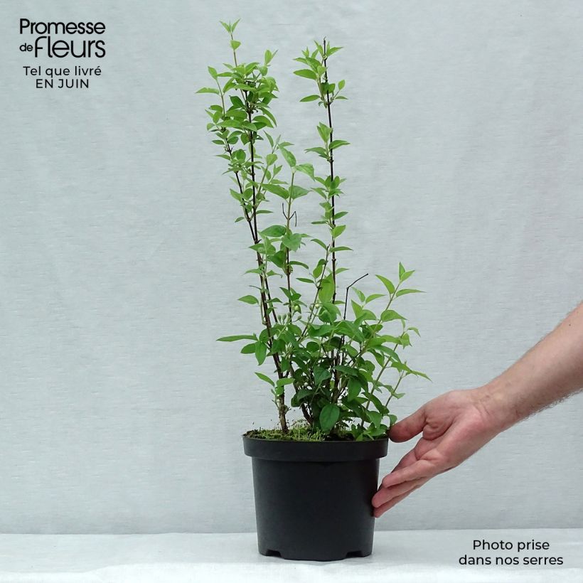 Amostra de Philadelphus Frosty Morn Vaso de 3 L/4 L tal como entregue no verão