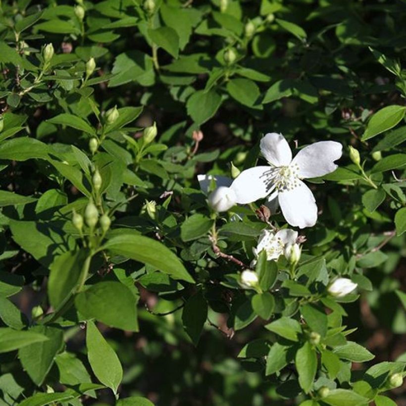 Philadelphus lemoinei Silberregen (Folhagem)
