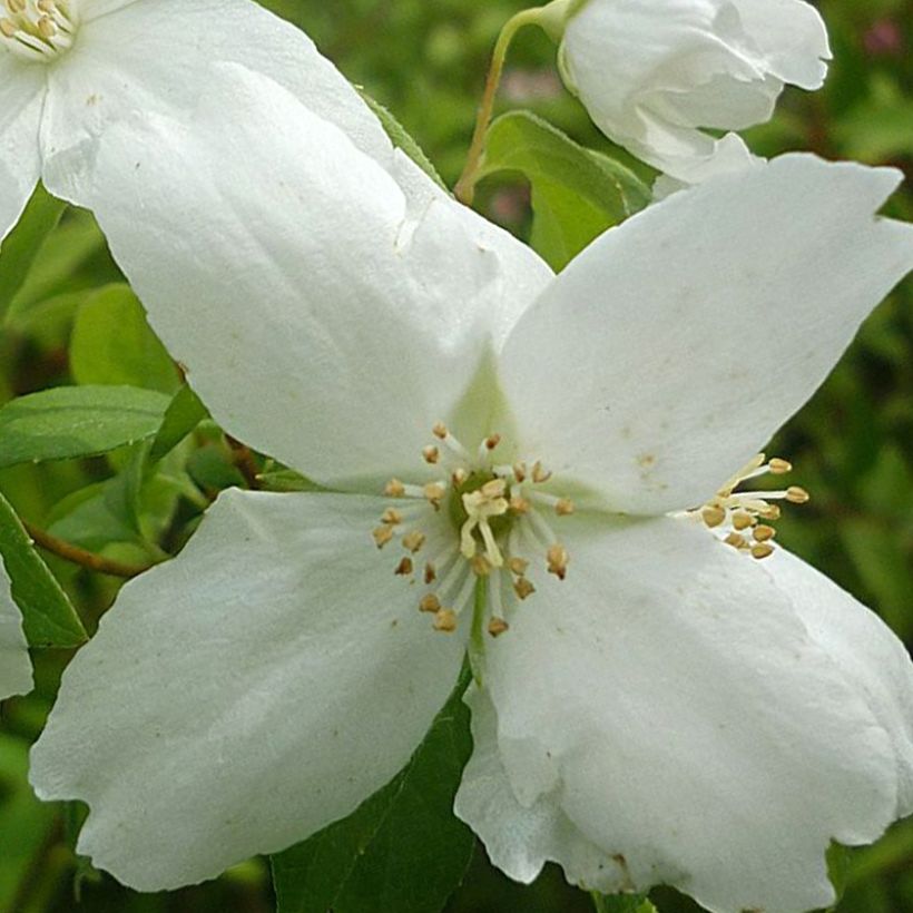 Philadelphus lemoinei Silberregen (Floração)
