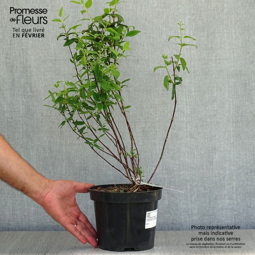 Amostra de Philadelphus Snowbelle Vaso de 2 L/3 L tal como entregue no outono