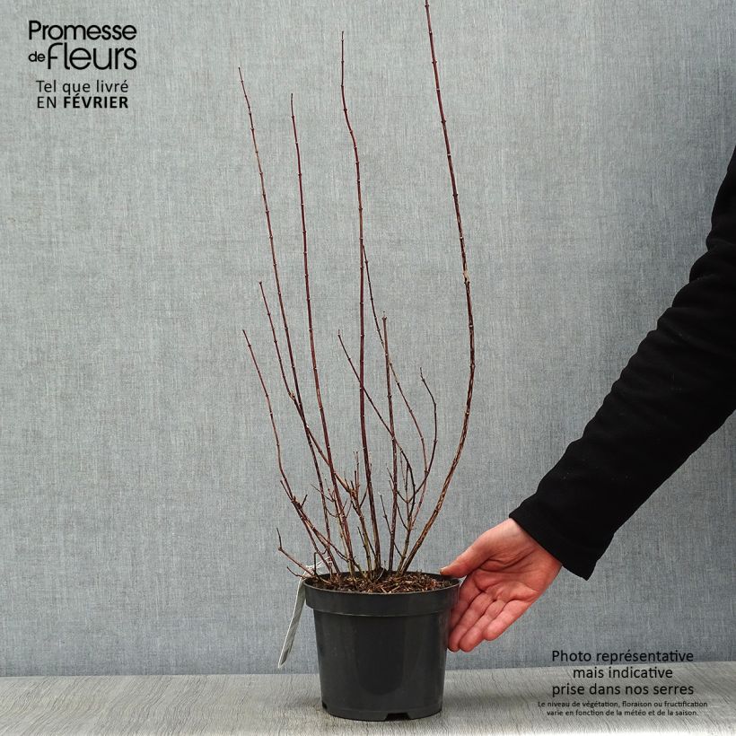 Amostra de Seringat - Philadelphus Snowbelle Vaso de 2 L/3 L tal como entregue no inverno