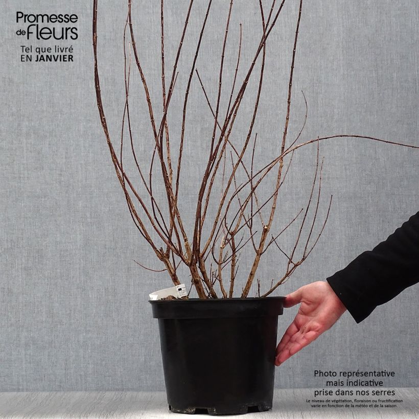 Amostra de Seringat - Philadelphus Snowbelle Vaso de 7,5 L/10 L tal como entregue no inverno