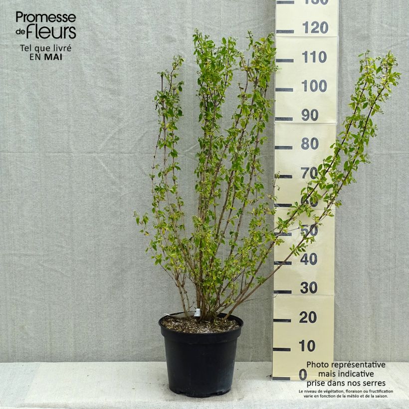 Amostra de Philadelphus Snowbelle Vaso de 7,5 L/10 L tal como entregue na primavera