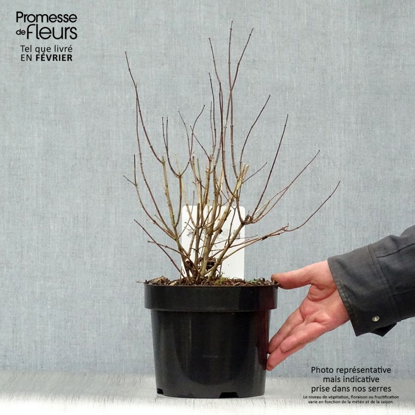 Amostra de Seringat blanc - Philadelphus Albâtre Vaso de 3 L/4 L tal como entregue no inverno