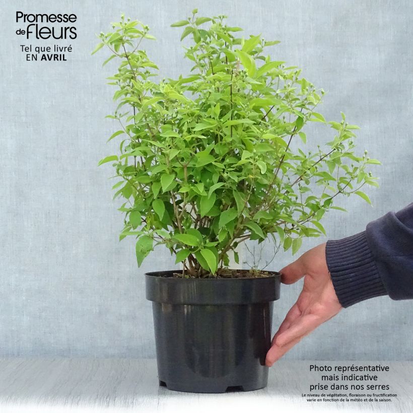 Amostra de Philadelphus virginalis Albâtre Vaso de 3 L/4 L tal como entregue na primavera