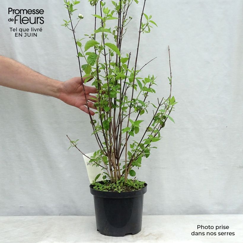 Amostra de Philadelphus virginalis Natchez Vaso de 4 L/5 L tal como entregue no verão