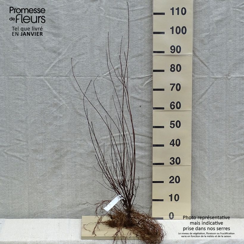 Amostra de Philadelphus lemoinei Raízes nuas tal como entregue no inverno