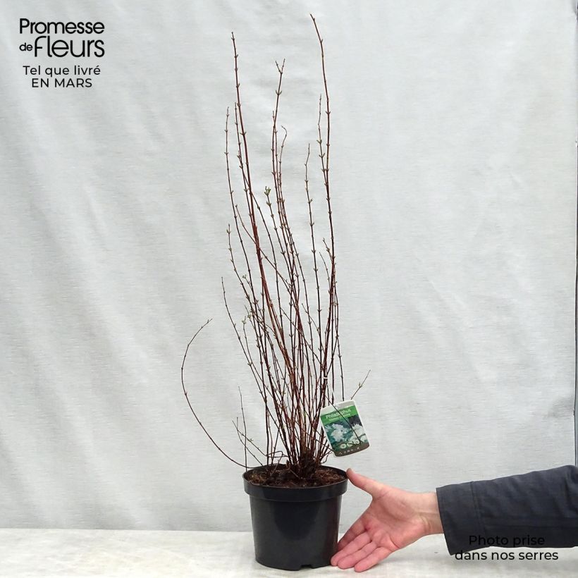 Amostra de Philadelphus lemoinei Manteau d'Hermine Vaso de 3 L/4 L tal como entregue na primavera