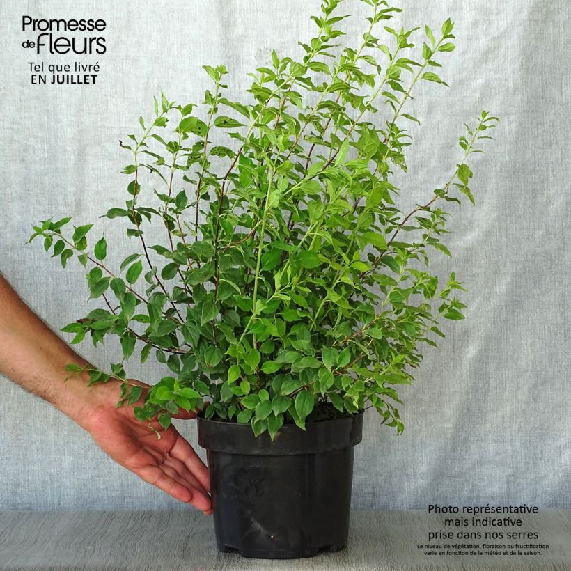 Amostra de Philadelphus lemoinei Manteau d'Hermine Vaso de 3 L/4 L tal como entregue no verão