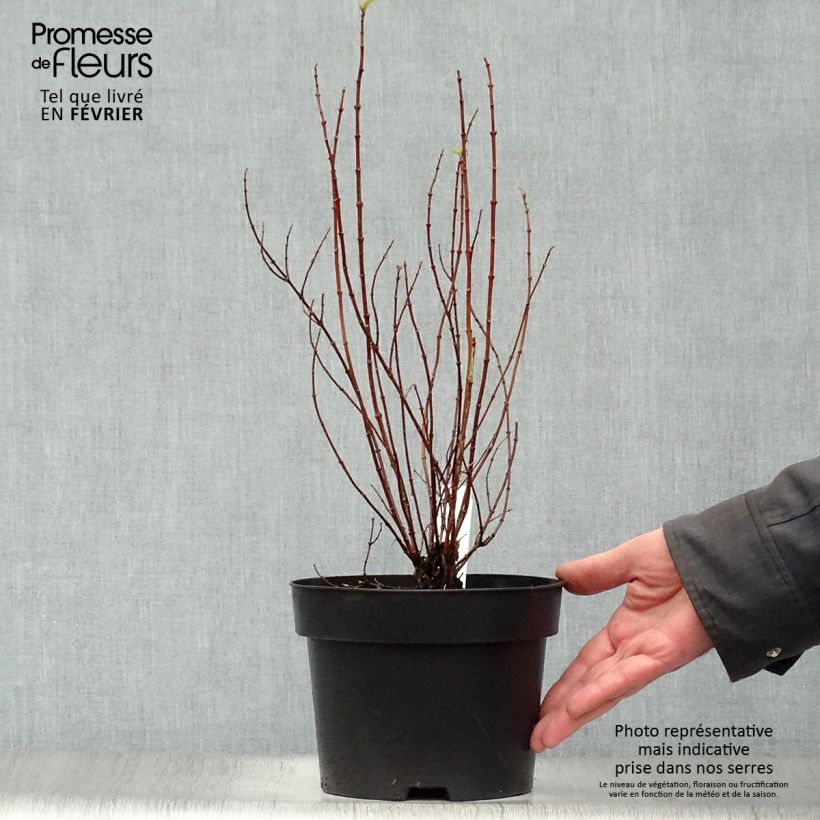Amostra de Seringat de Lemoine - Philadelphus Manteau d'Hermine Vaso de 3 L/4 L tal como entregue no inverno