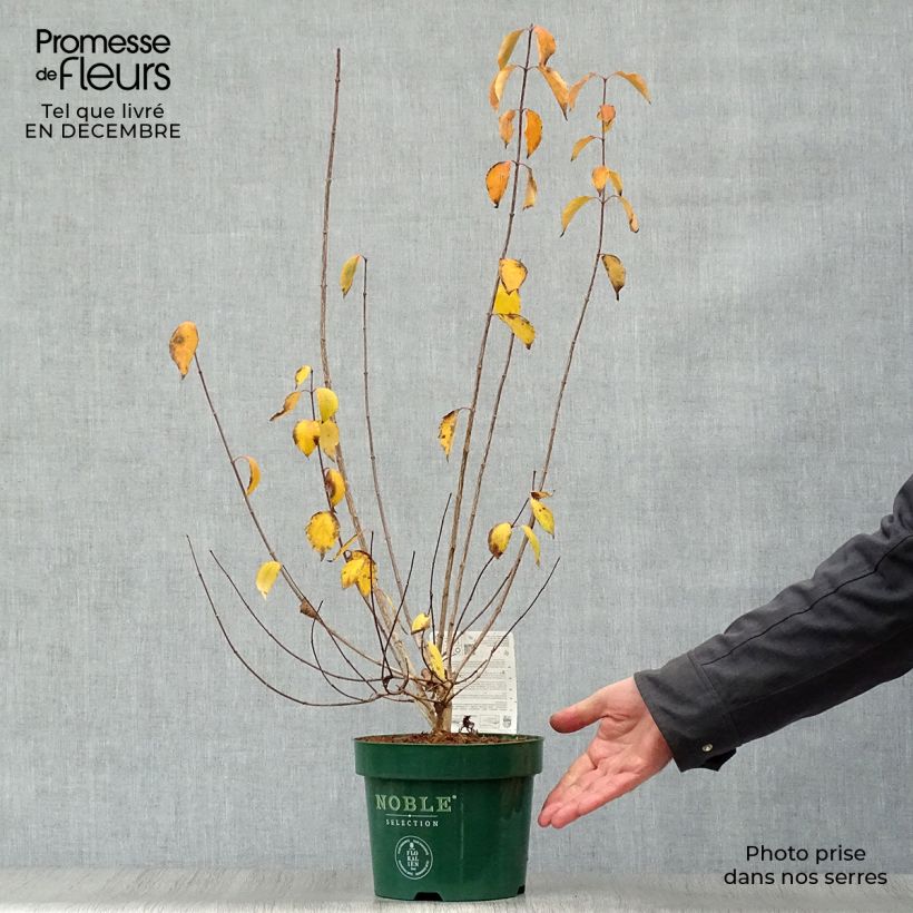 Amostra de Seringat des Jardins - Philadelphus Innocence Vaso de 3 L/4 L tal como entregue no inverno