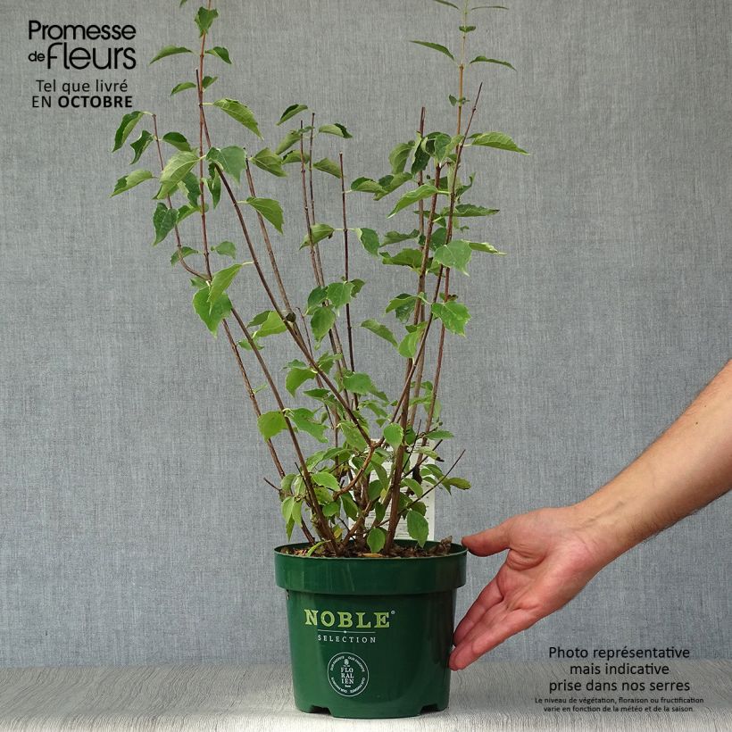 Amostra de Philadelphus Innocence Vaso de 3 L/4 L tal como entregue no outono