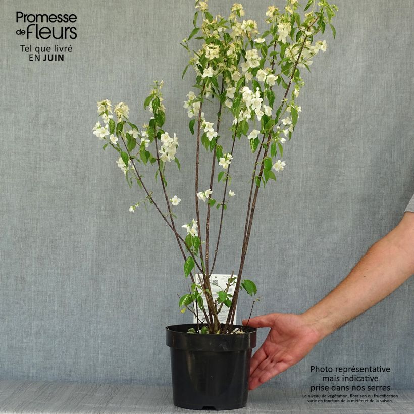 Amostra de Philadelphus Innocence Vaso de 3 L/4 L tal como entregue no verão
