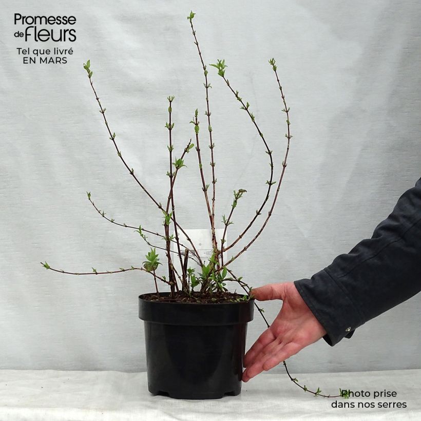 Amostra de Philadelphus Belle Etoile Vaso de 3 L/4 L tal como entregue na primavera