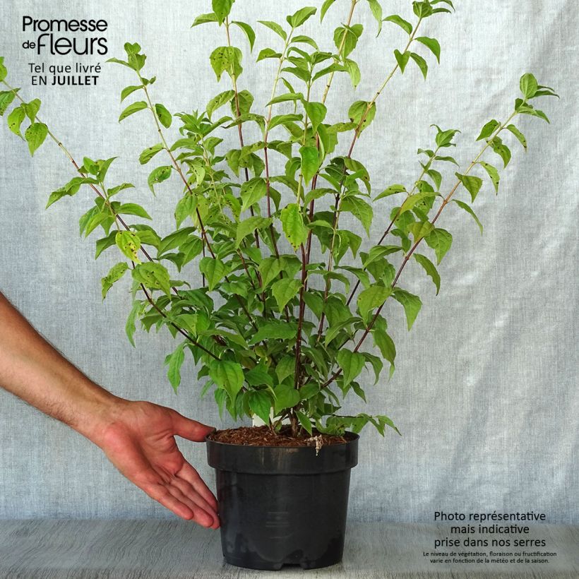 Amostra de Philadelphus Belle Etoile Vaso de 3 L/4 L tal como entregue no verão
