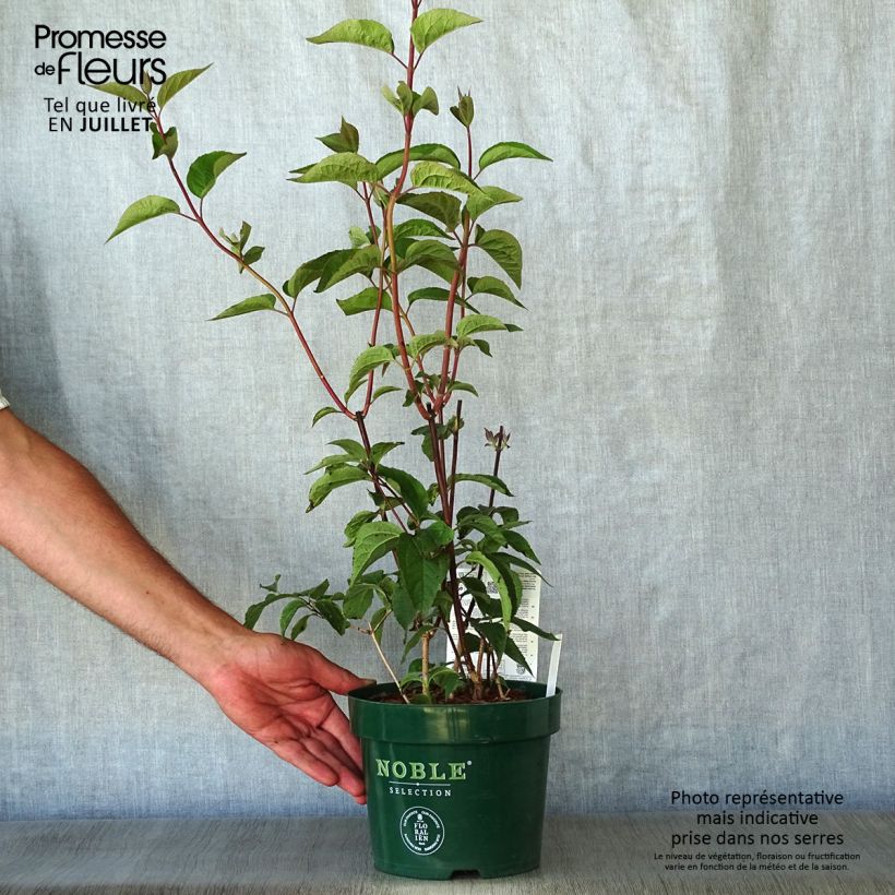 Amostra de Philadelphus Starbright Vaso de 3 L/4 L tal como entregue no verão