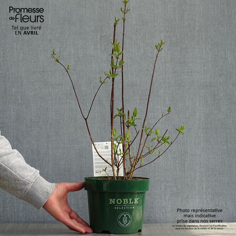 Amostra de Philadelphus Starbright Vaso de 3 L/4 L tal como entregue na primavera