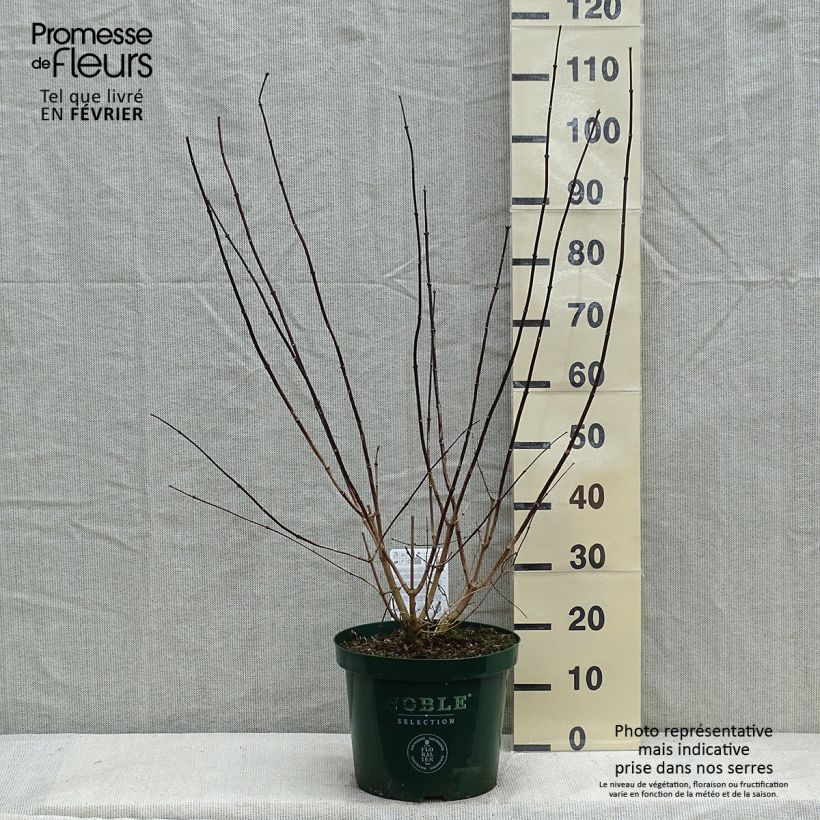 Amostra de Seringat des jardins - Philadelphus Starbright Vaso de 7,5 L/10 L tal como entregue no inverno