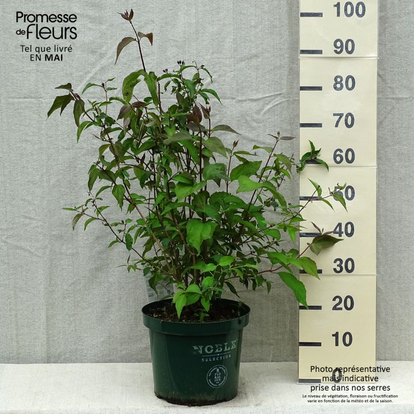 Amostra de Philadelphus Starbright Vaso de 7,5 L/10 L tal como entregue na primavera