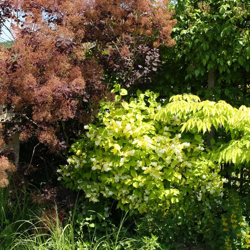 Philadelphus coronarius Aureus (Hábito)
