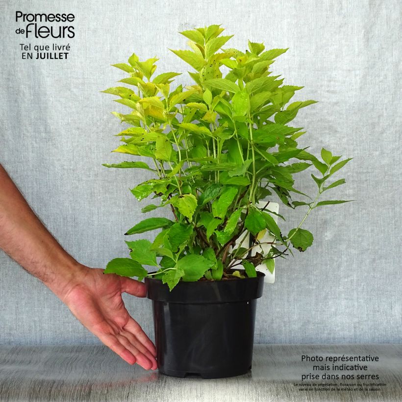 Amostra de Philadelphus coronarius Aureus Vaso de 2 L/3 L tal como entregue no verão