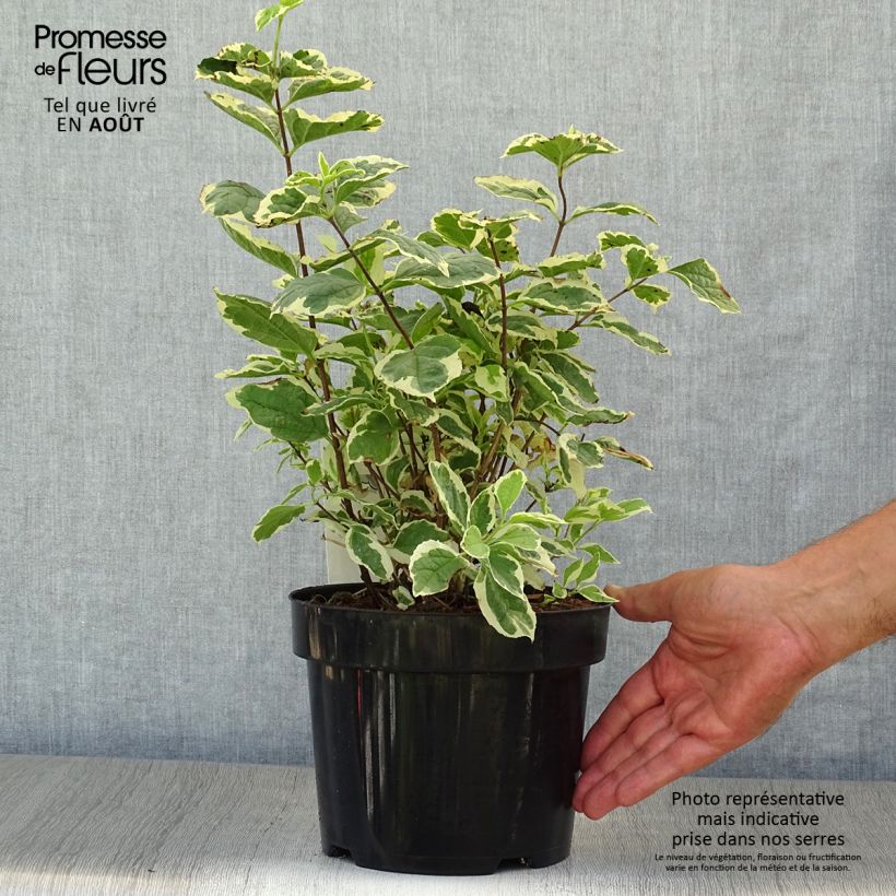 Amostra de Philadelphus coronarius Variegatus Vaso de 3 L/4 L tal como entregue no verão