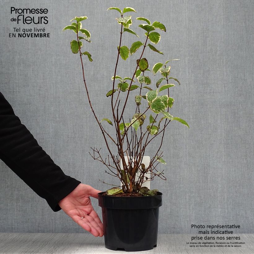 Amostra de Philadelphus coronarius Variegatus Vaso de 3 L/4 L tal como entregue no outono